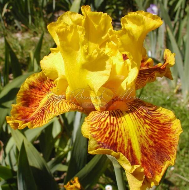 Ирис "Даззлинг Голд" (Iris Dazzling Gold) — фото 4