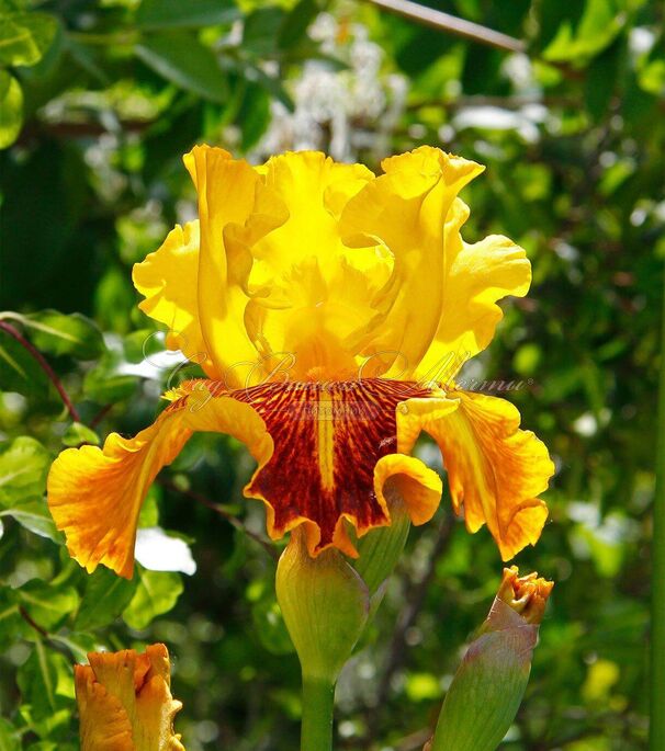 Ирис "Даззлинг Голд" (Iris Dazzling Gold) — фото 5