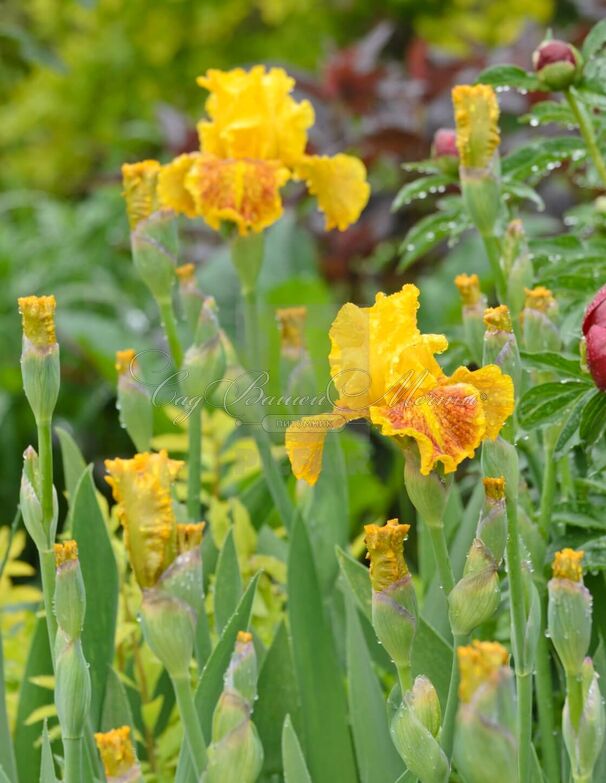 Ирис "Даззлинг Голд" (Iris Dazzling Gold) — фото 6