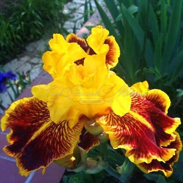 Ирис "Даззлинг Голд" (Iris Dazzling Gold) — фото 7