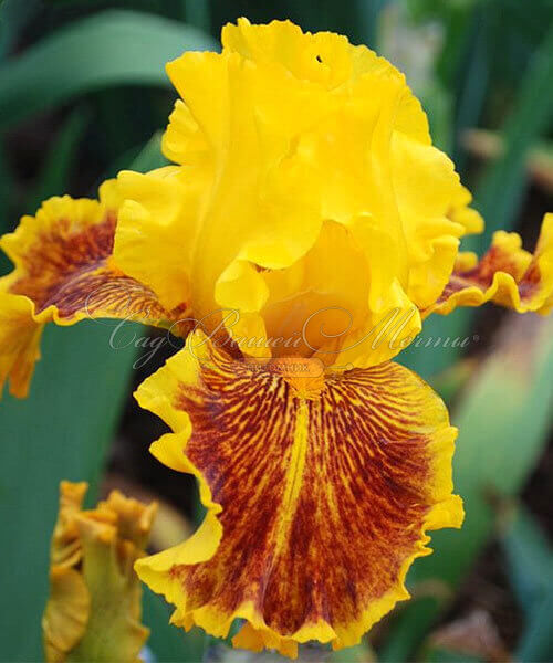 Ирис "Даззлинг Голд" (Iris Dazzling Gold) — фото 8