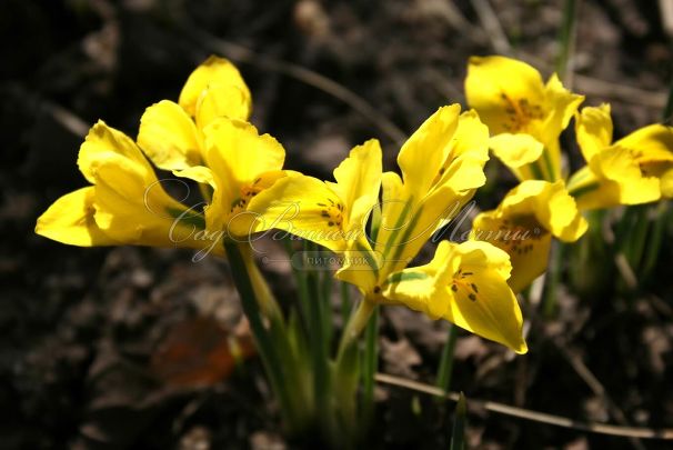 Ирис "Данфорда" (Iris danfordiae) — фото 3
