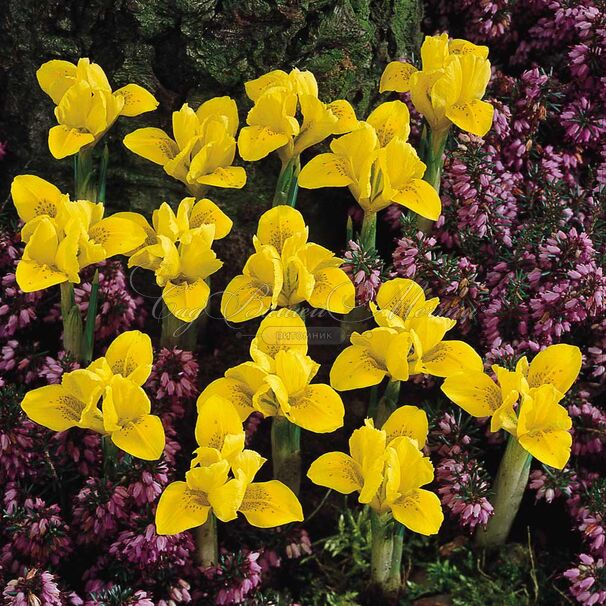 Ирис "Данфорда" (Iris danfordiae) — фото 4