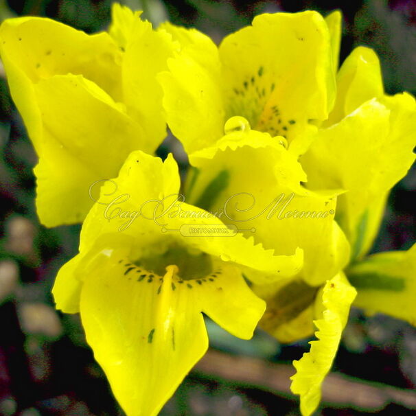 Ирис "Данфорда" (Iris danfordiae) — фото 6