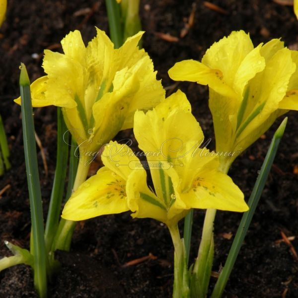 Ирис "Данфорда" (Iris danfordiae) — фото 7