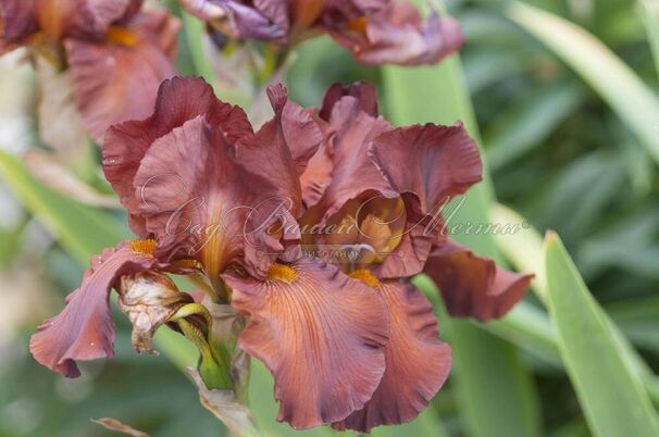 Ирис "Датч Чоколэт" (Iris Dutch Chocolate) — фото 2