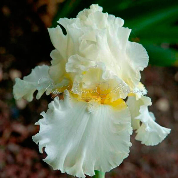 Ирис "Девоншир Крим" (Iris Devonshire Cream) — фото 2
