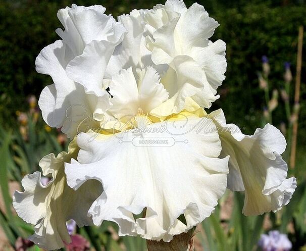 Ирис "Девоншир Крим" (Iris Devonshire Cream) — фото 4