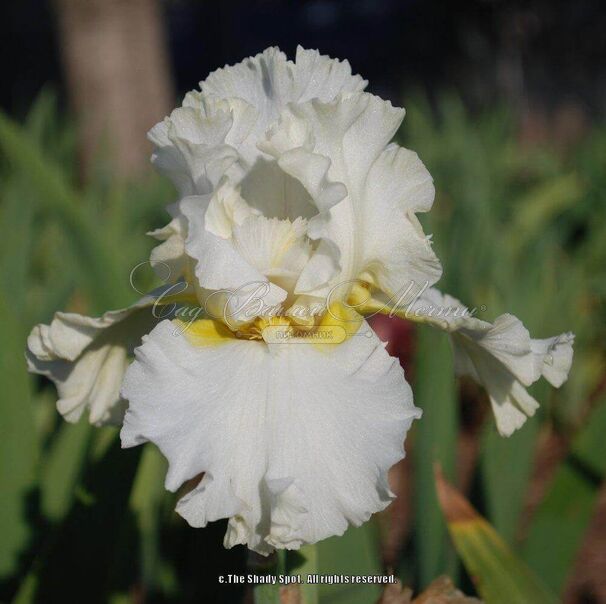Ирис "Девоншир Крим" (Iris Devonshire Cream) — фото 5