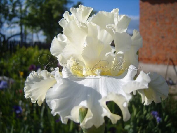 Ирис "Девоншир Крим" (Iris Devonshire Cream) — фото 6
