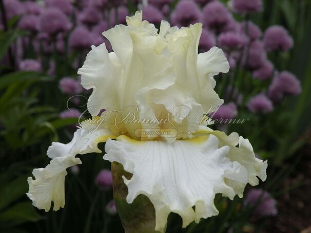 Ирис "Девоншир Крим" (Iris Devonshire Cream) — фото 7