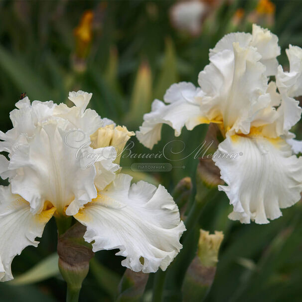 Ирис "Девоншир Крим" (Iris Devonshire Cream) — фото 8