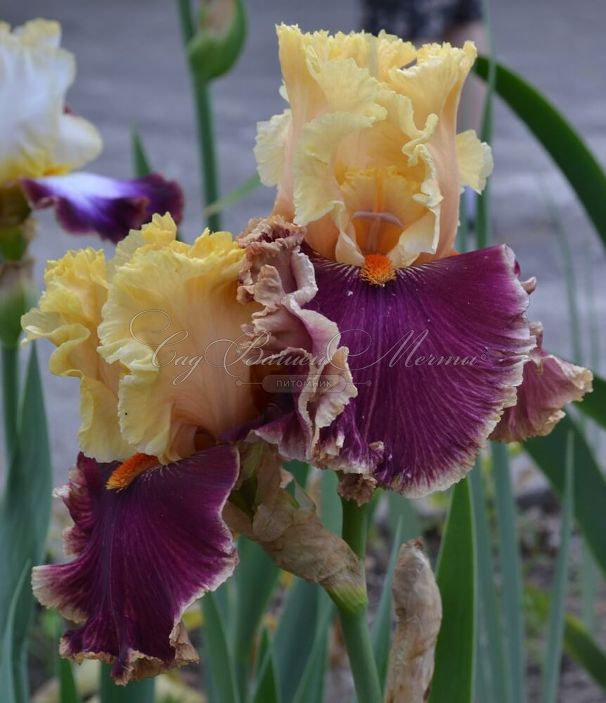 Ирис "Декаданс" (Iris Decadence) — фото 3