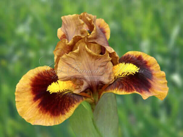 Ирис "Джинджебрэд Трим" (Iris Gingerbread Trim) — фото 3
