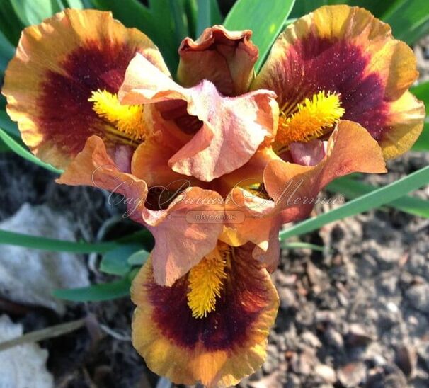 Ирис "Джинджебрэд Трим" (Iris Gingerbread Trim) — фото 4