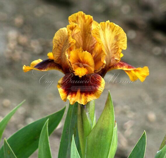 Ирис "Джинджебрэд Трим" (Iris Gingerbread Trim) — фото 5