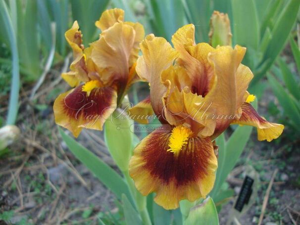 Ирис "Джинджебрэд Трим" (Iris Gingerbread Trim) — фото 6