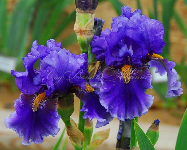 Ирис "Дип Дарк Сикрет" (Iris Deep Dark Secret) — фото 2