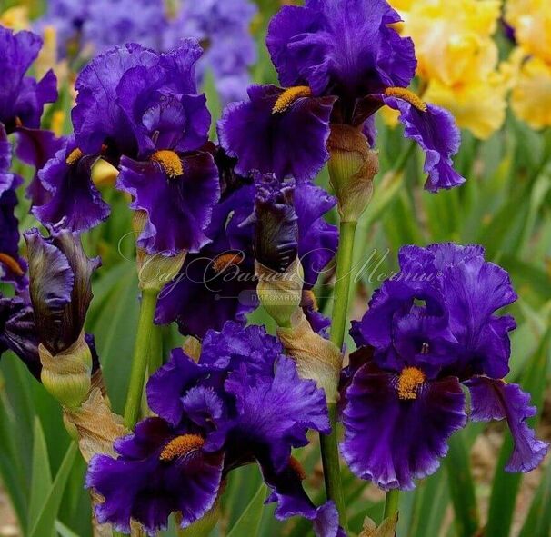 Ирис "Дип Дарк Сикрет" (Iris Deep Dark Secret) — фото 3