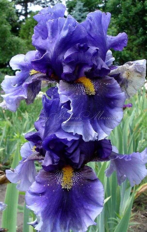 Ирис "Дип Дарк Сикрет" (Iris Deep Dark Secret) — фото 4