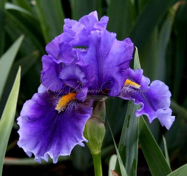 Ирис "Дип Дарк Сикрет" (Iris Deep Dark Secret) — фото 5