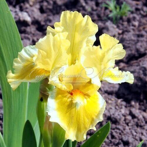 Ирис "Дэдикэйтид" (Iris Dedicated) — фото 2