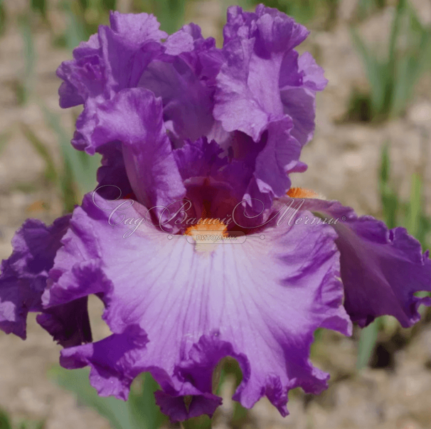 Ирис "Жуайёз Мод" (Iris Joyeuse Mode) — фото 2