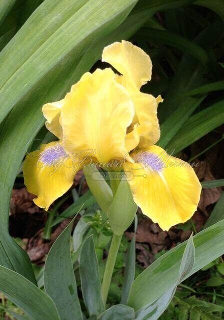 Ирис "Зиппер" (Iris Zipper) — фото 3