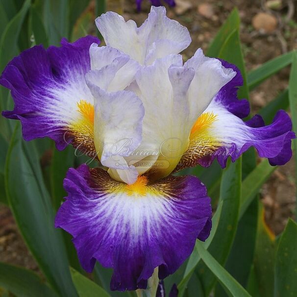 Ирис "Иризад" (Iris Irisades) — фото 2