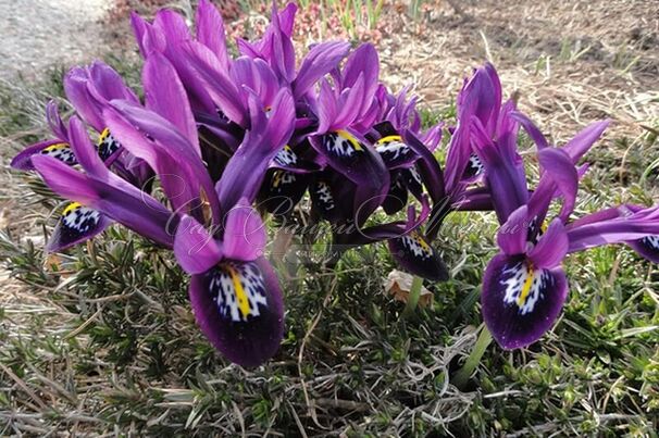 Ирис сетчатый "Паулина" (Iris reticulata Pauline) — фото 2