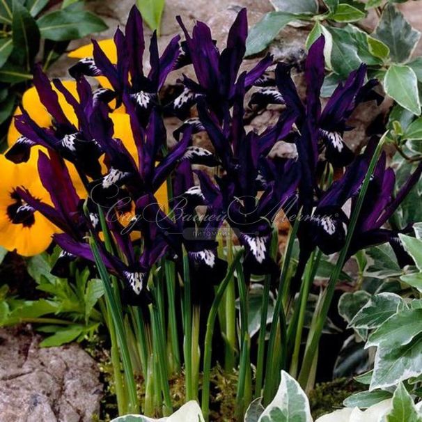 Ирис сетчатый "Паулина" (Iris reticulata Pauline) — фото 3