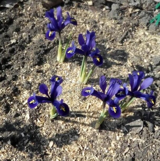 Ирис сетчатый "Пикси" (Iris reticulata Pixie) — фото 2