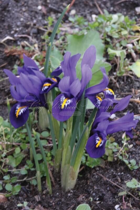 Ирис сетчатый "Пикси" (Iris reticulata Pixie) — фото 3