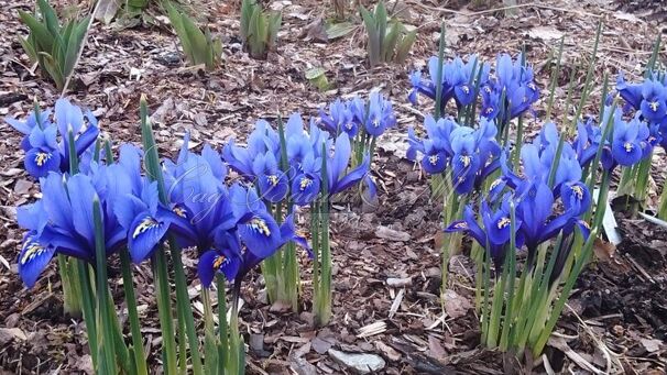 Ирис сетчатый "Хармони" (Iris reticulata Harmony) — фото 2