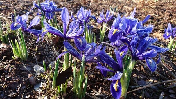 Ирис сетчатый "Хармони" (Iris reticulata Harmony) — фото 3