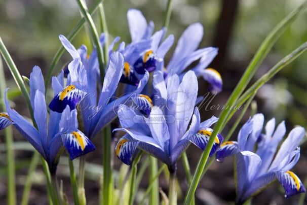 Ирис сетчатый "Хармони" (Iris reticulata Harmony) — фото 4