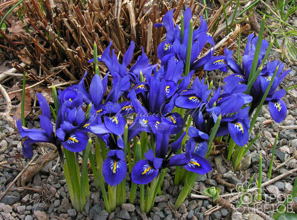 Ирис сетчатый "Хармони" (Iris reticulata Harmony) — фото 5