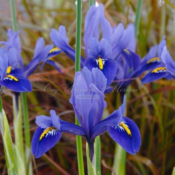 Ирис сетчатый "Хармони" (Iris reticulata Harmony) — фото 7
