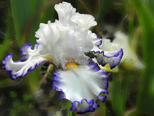 Ирис "Картуш" (Iris Cartouche) — фото 2