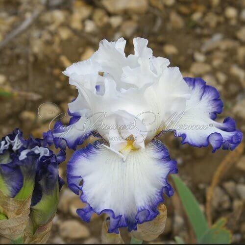 Ирис "Картуш" (Iris Cartouche) — фото 3