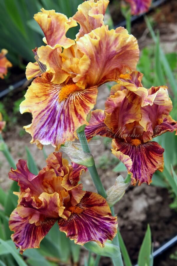 Ирис "Кримсон Тайгер" (Iris Crimson Tiger) — фото 2