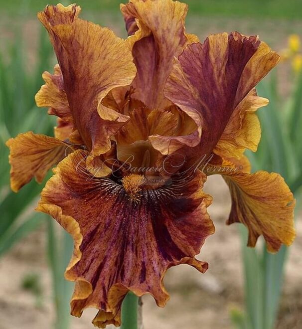Ирис "Кримсон Тайгер" (Iris Crimson Tiger) — фото 4