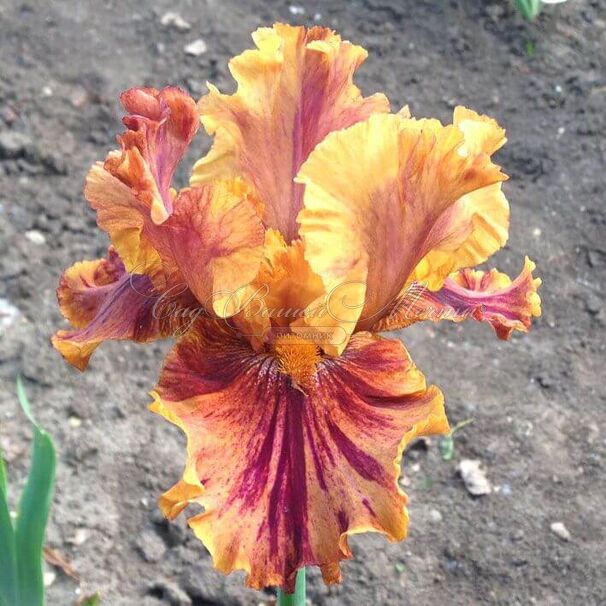 Ирис "Кримсон Тайгер" (Iris Crimson Tiger) — фото 6