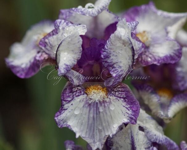 Ирис "Кьют Ас Баттон" (Iris Cute As Button) — фото 2