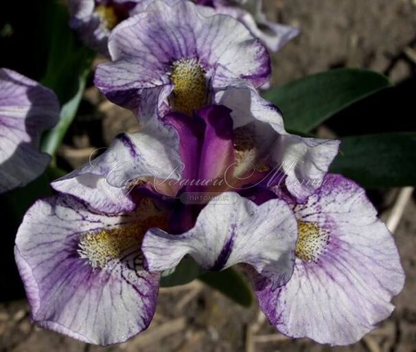 Ирис "Кьют Ас Баттон" (Iris Cute As Button) — фото 3