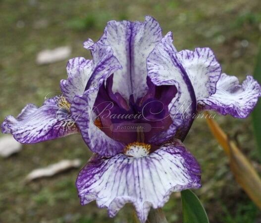 Ирис "Кьют Ас Баттон" (Iris Cute As Button) — фото 4