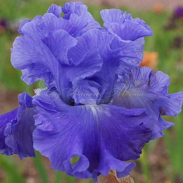 Ирис "Метолиус Блюз" (Iris Metolius Blues) — фото 2