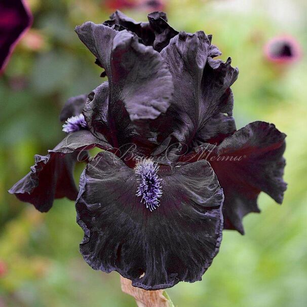 Ирис "Обсидиан" (Iris Obsidian) — фото 2