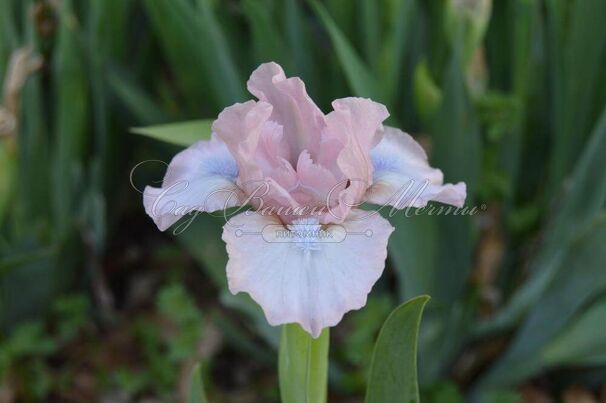 Ирис "Оу Соу Свит" (Iris Oh So Sweet) — фото 2