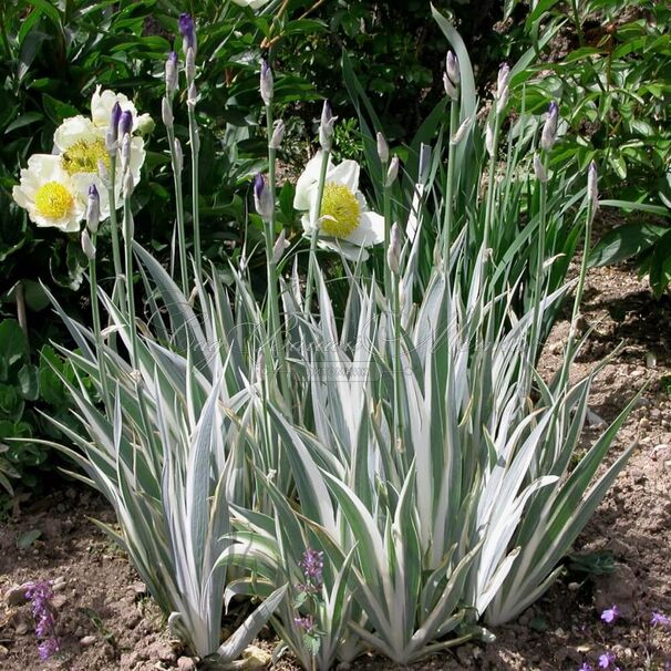 Ирис "Паллида Аржентис / Альбо Вариегата" (Iris Pallida Argenteis / Albo Variegata) — фото 3